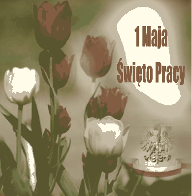 Czerwone i białe tulipany na 1 Maja